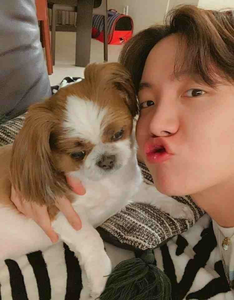 حيوانات اعضاء bts الأليفة : يونتان , بام و المزيد