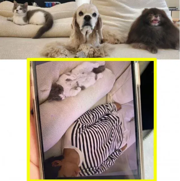 ظهر تاي مع قطة والدة جيني : هل امضى V موعدا في منزل والدي جيني